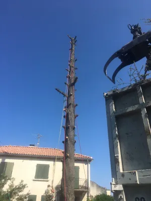 Abattage d'un cèdre bleu à Sorgues (84) : une opération délicate à plus de 25 mètres de hauteur