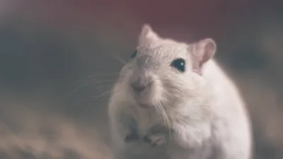 Invasion de souris à La Ciotat