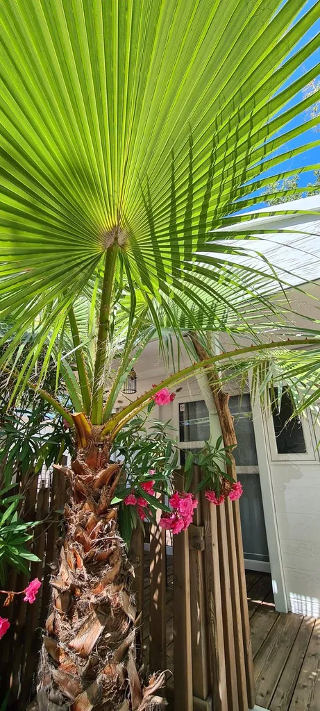 location de Chalet en bord de mer proche du Cap d'Agde à Vias plage 