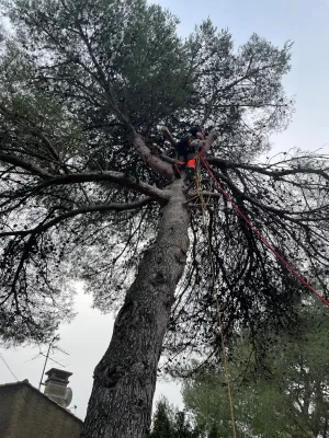 Abattage d’un arbre penché à Monteux