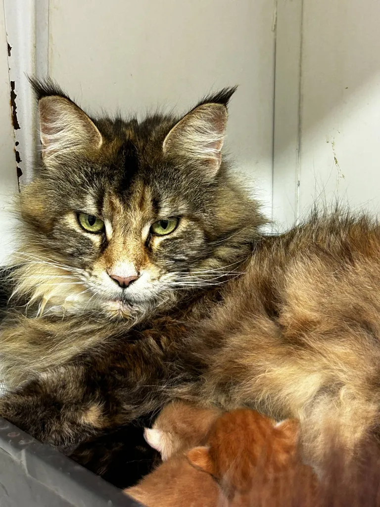 VENTE chatons Mâles et femelles MAÏNE COON LOOF Avignon Vaucluse PACA