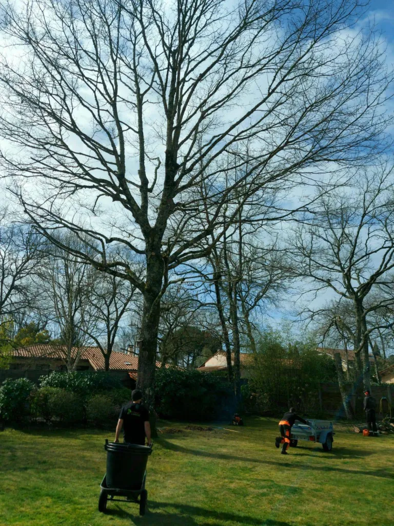 Elagage d'un chêne à Saint Aubin de Médoc en Gironde