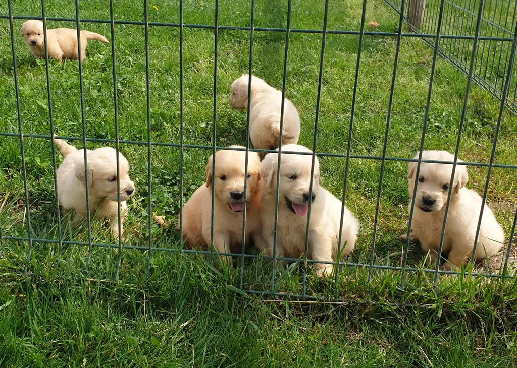Vente de chiots Golden couleur sable à Avignon