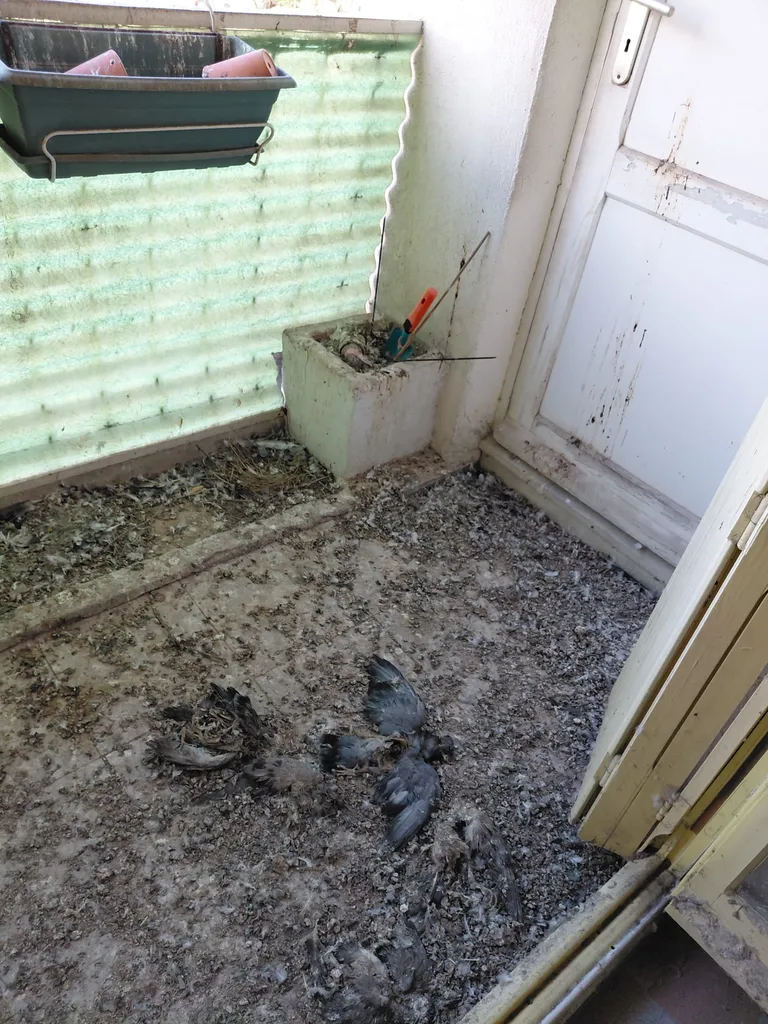merde de pigeons sur une terrasse à Marseille 