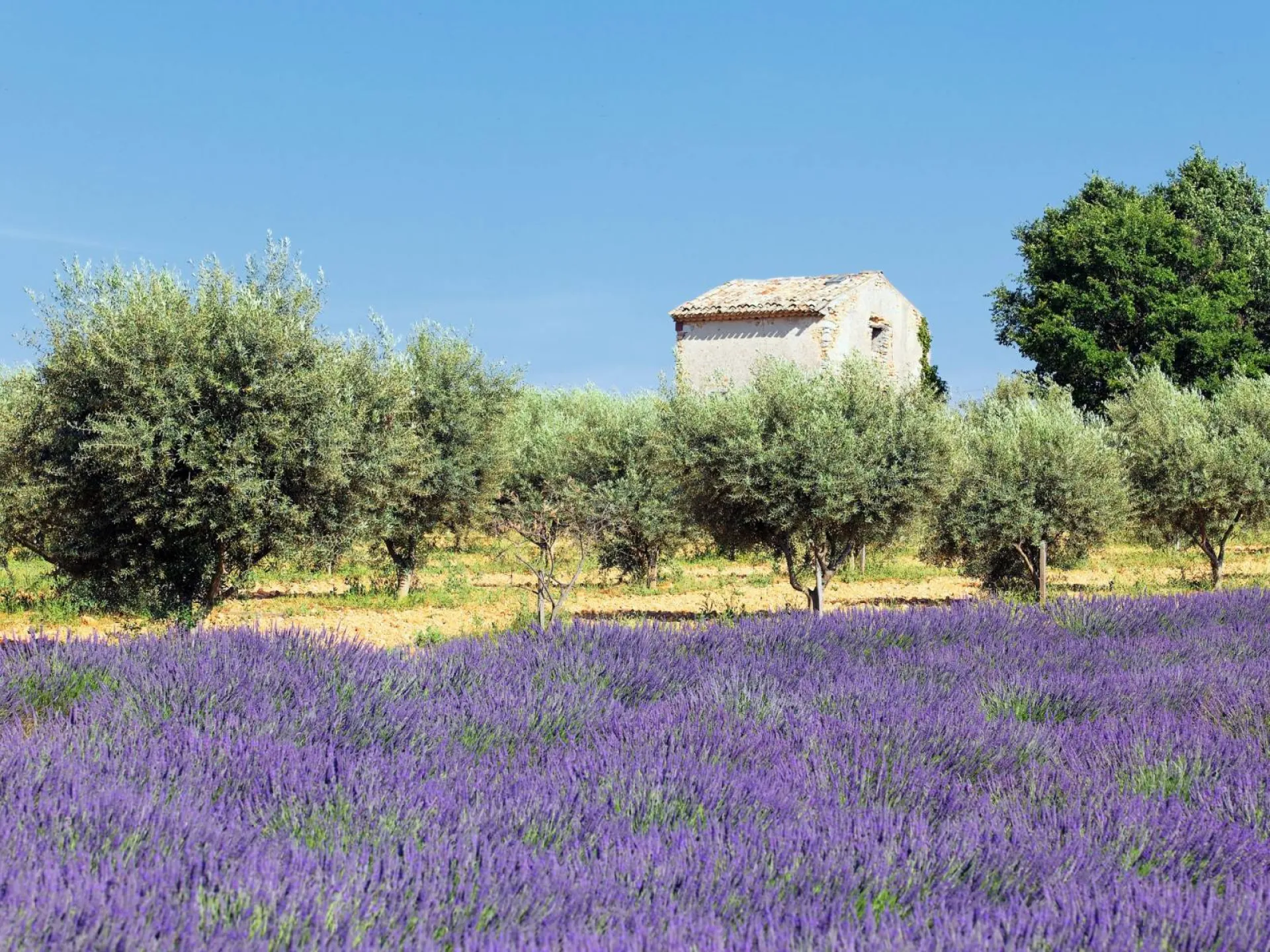 Mazet dans la campagne à Cavalière-Sur-Mer dans le Var