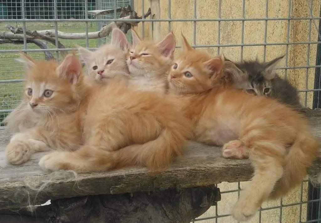 CHATONS MAÏNE COON LOOF SUD DE LA FRANCE