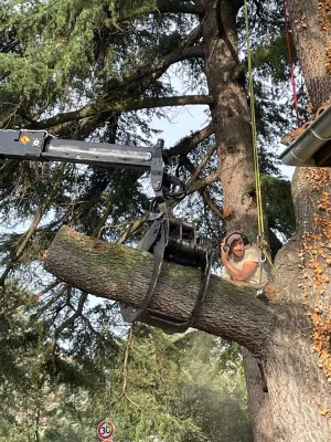 Entreprise spécialisée dans l'abattage d'arbre par démontage vers Villeneuve les Avignon (Gard)