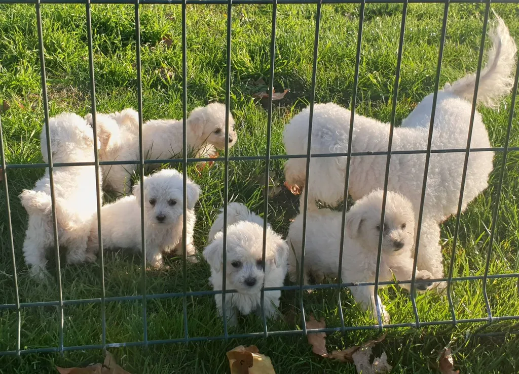 CHIOTS BICHON FRISE AU LOF DANS LE VAUCLUSE