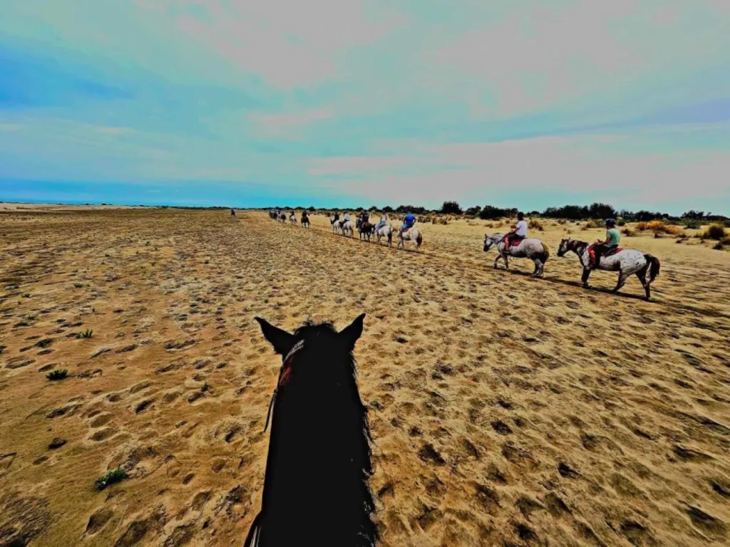 Balade à cheval de 1h30 à 2h en bord de mer en Camargue