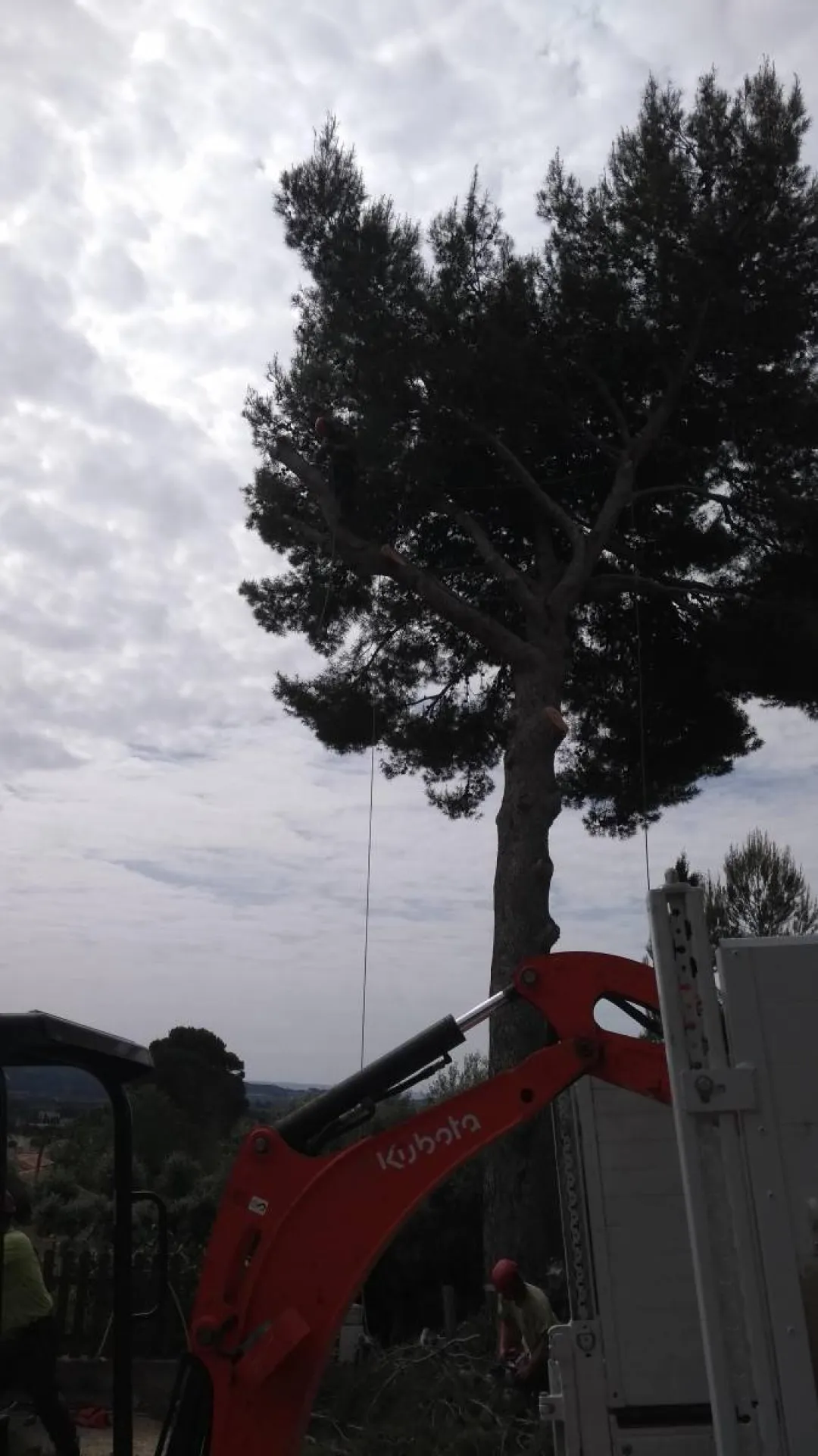 professionnel paysagiste pour abattre n arbre a aix en provence