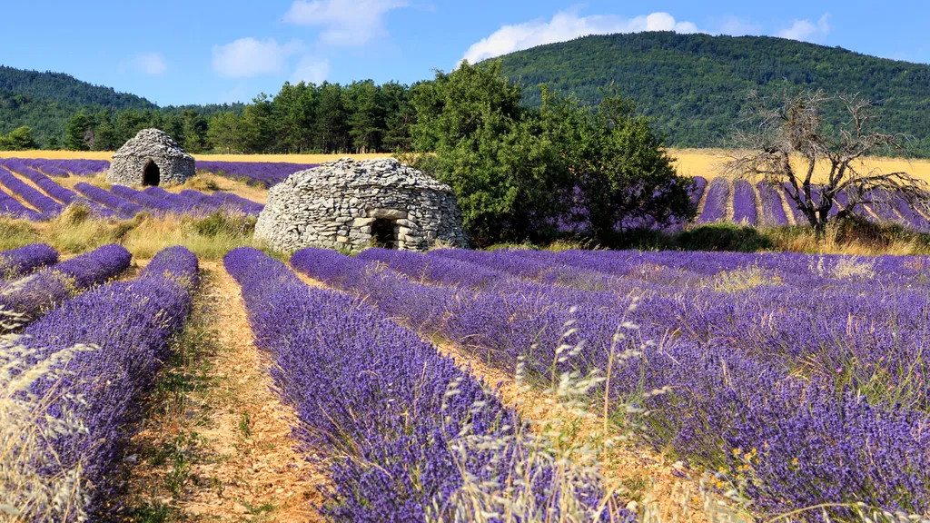 thecamp Hôtel - Nuit insolite en pleine nature dans une suite contemporaine entourée de verdure près de la montagne Sainte-Victoire à Aix-en-Provence