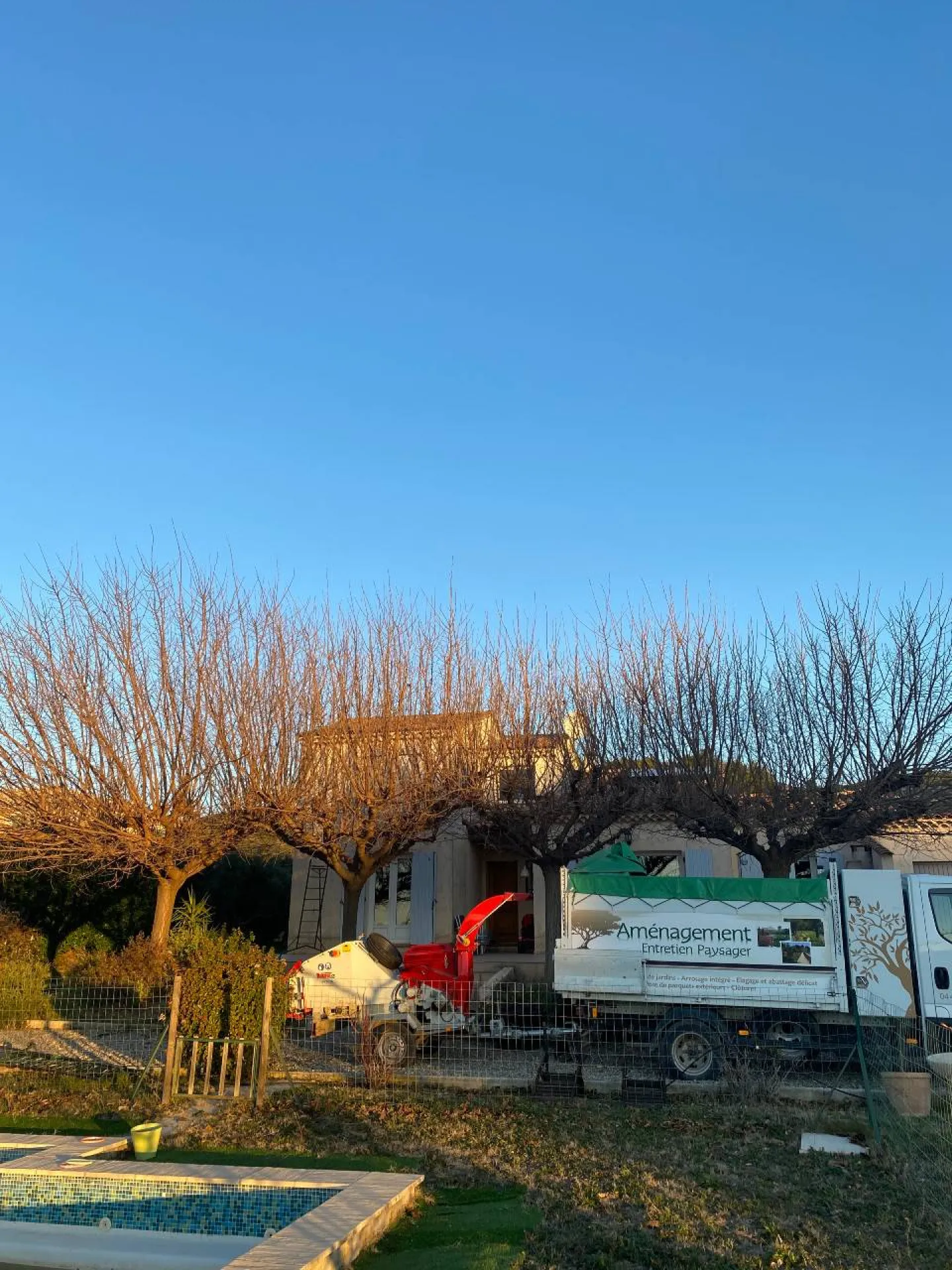 Taille de gros mûriers platanes proche d’une terrasse près d'Aix en Provence
