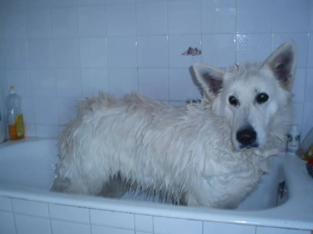 Berger Blanc Suisse en toilettage en région PACA