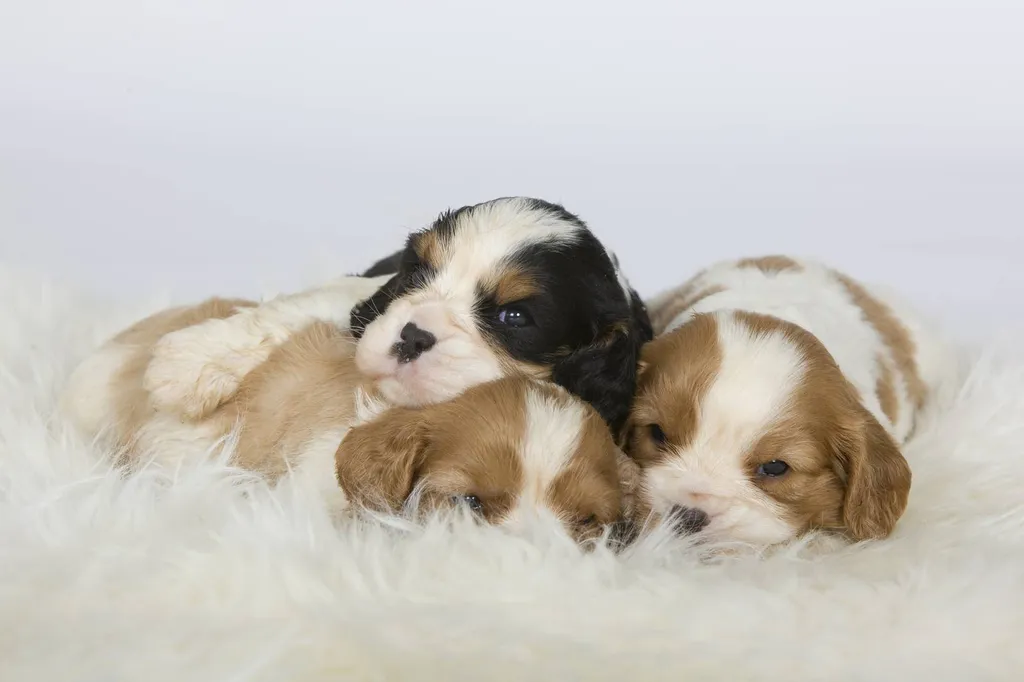 CAVALIER KING CHARLES VAUCLUSE