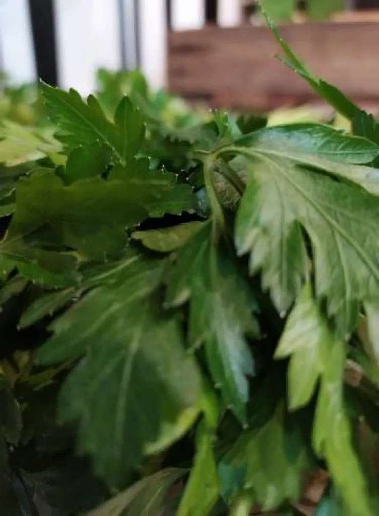 Du Persil à Ma Ferme 