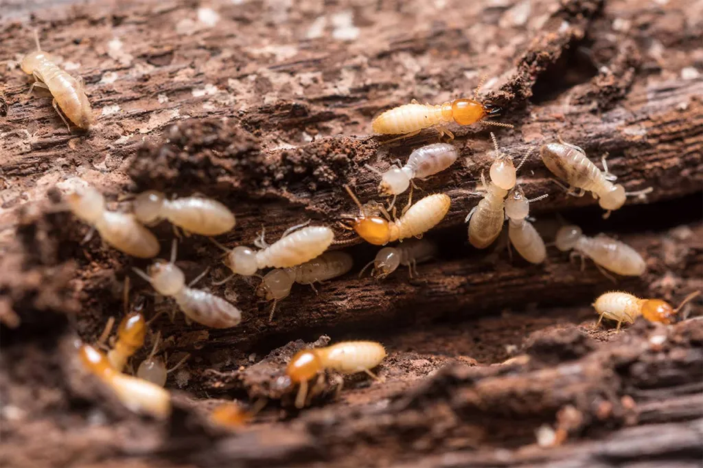 TSO TERMITES Pessac -  Notre métier : Traiter et protéger votre bien.