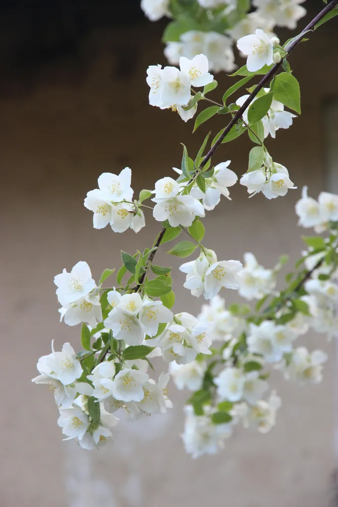 jardin-provence-jasmin