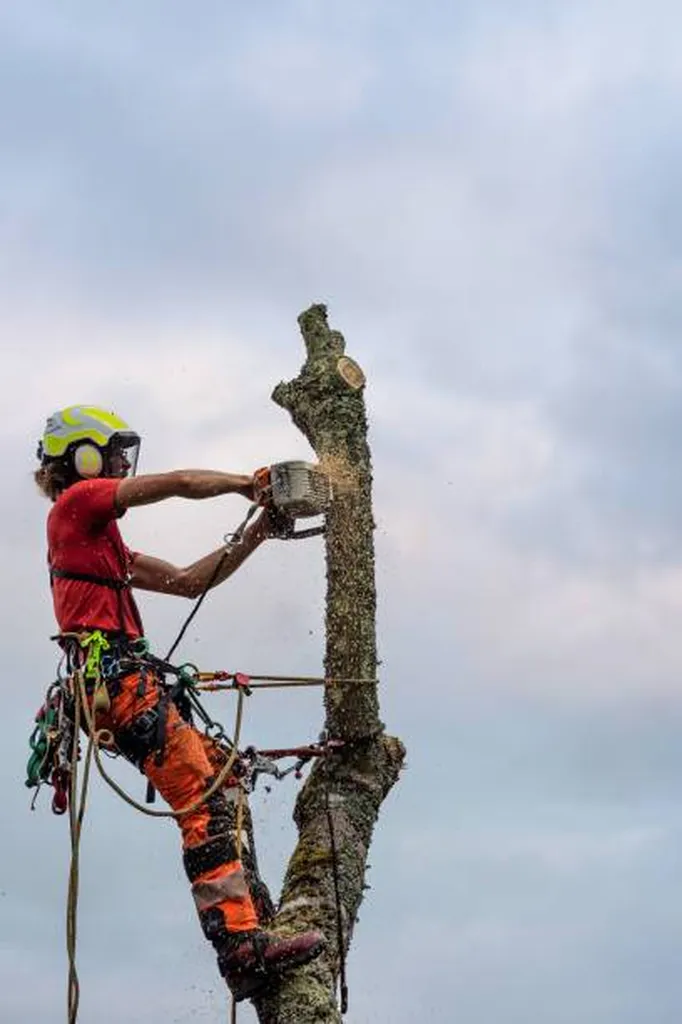 Élagage à Bordeaux : Entretenez vos arbres toute l'année avec W&G élagage, nous choisir c'est choisir les élagueurs de Bordeaux qu'il vous faut pour vos travaux d'abattage des arbres.