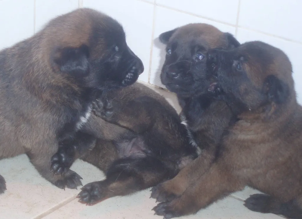 Vente de chiots BERGER BELGE MALINOIS en région PACA.