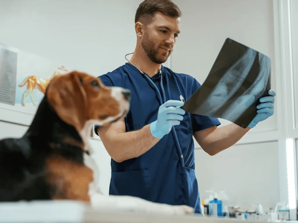 Améliorez votre productivité avec Dragon Medical One et le Scribe IA DicmaVet