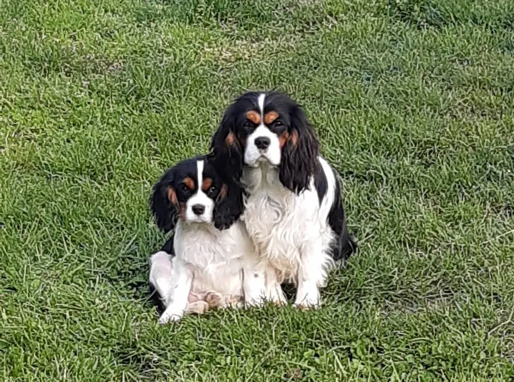 Elevage de chiots CAVALIER KING CHARLES portées à vendre sur Avignon