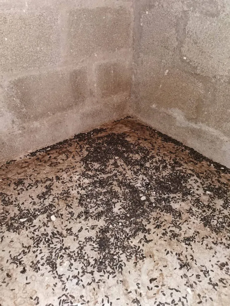 tuer les rats dans une cave à miramas