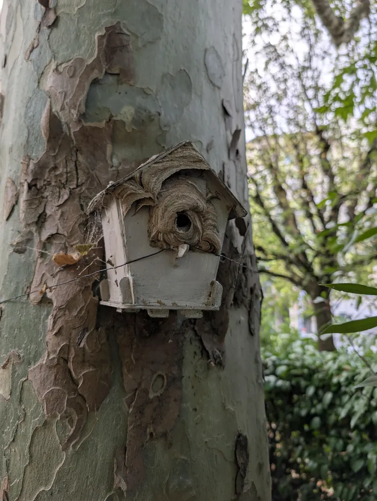 Frelons asiatiques après la destruction du nid niché dans un nichoir à oiseaux du jardin de la copropriété à Lyon 6 69006