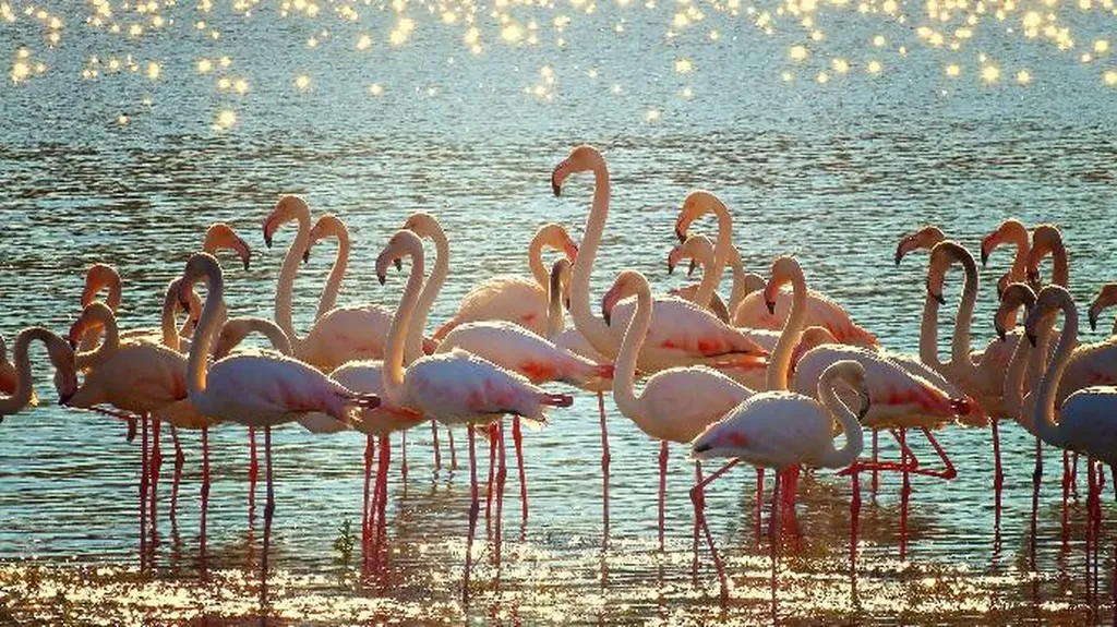 Découverte des flamants roses et flore aigues mortes en 4X4 avec Safari Camargue.