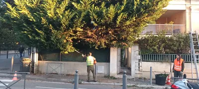 Taille haie de cyprès dans le 12ème à Marseille. 