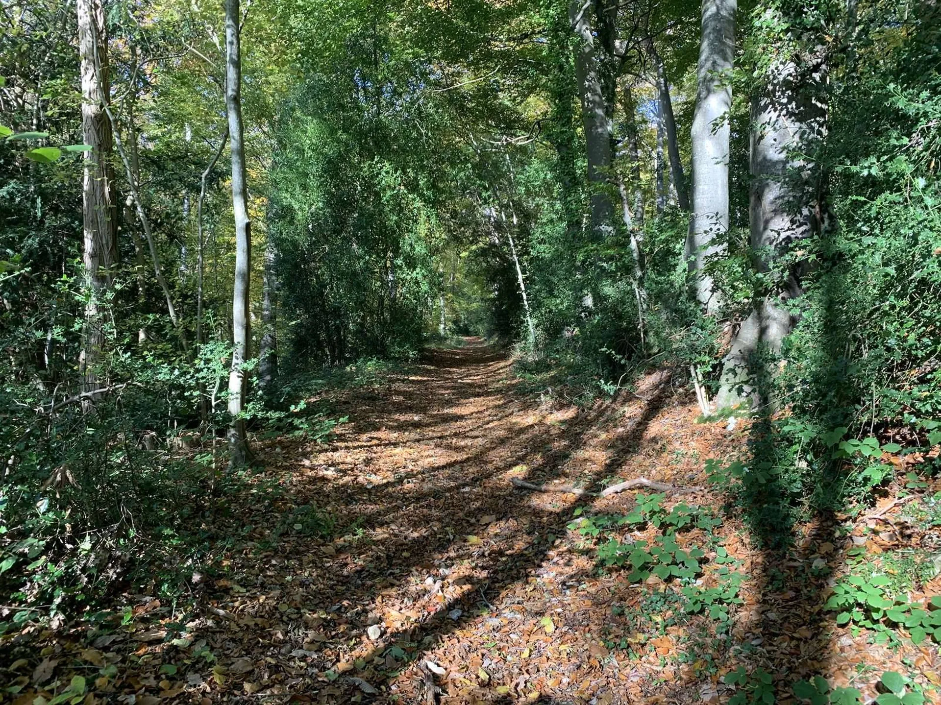 Acquisition - En NORMANDIE, région BEUZEVILLE (27) : bois de 16 hectares d'un seul tenant