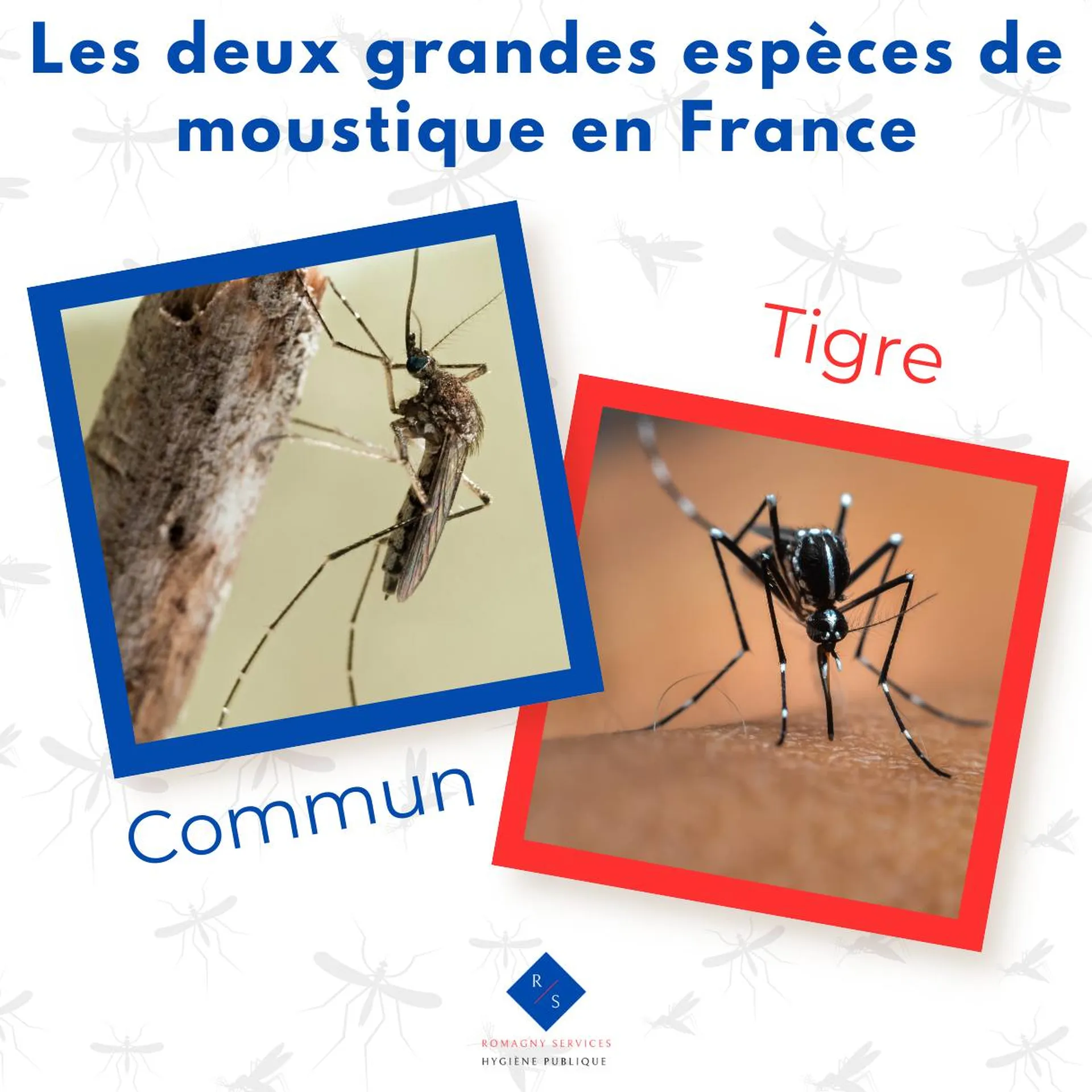 Moustique