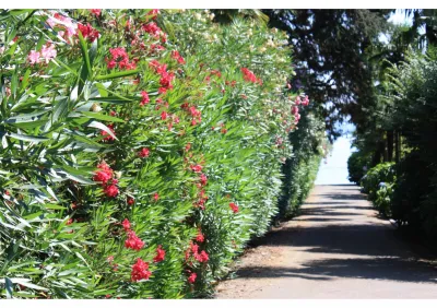 Plantation de haie persistante à croissance rapide dans le Vaucluse