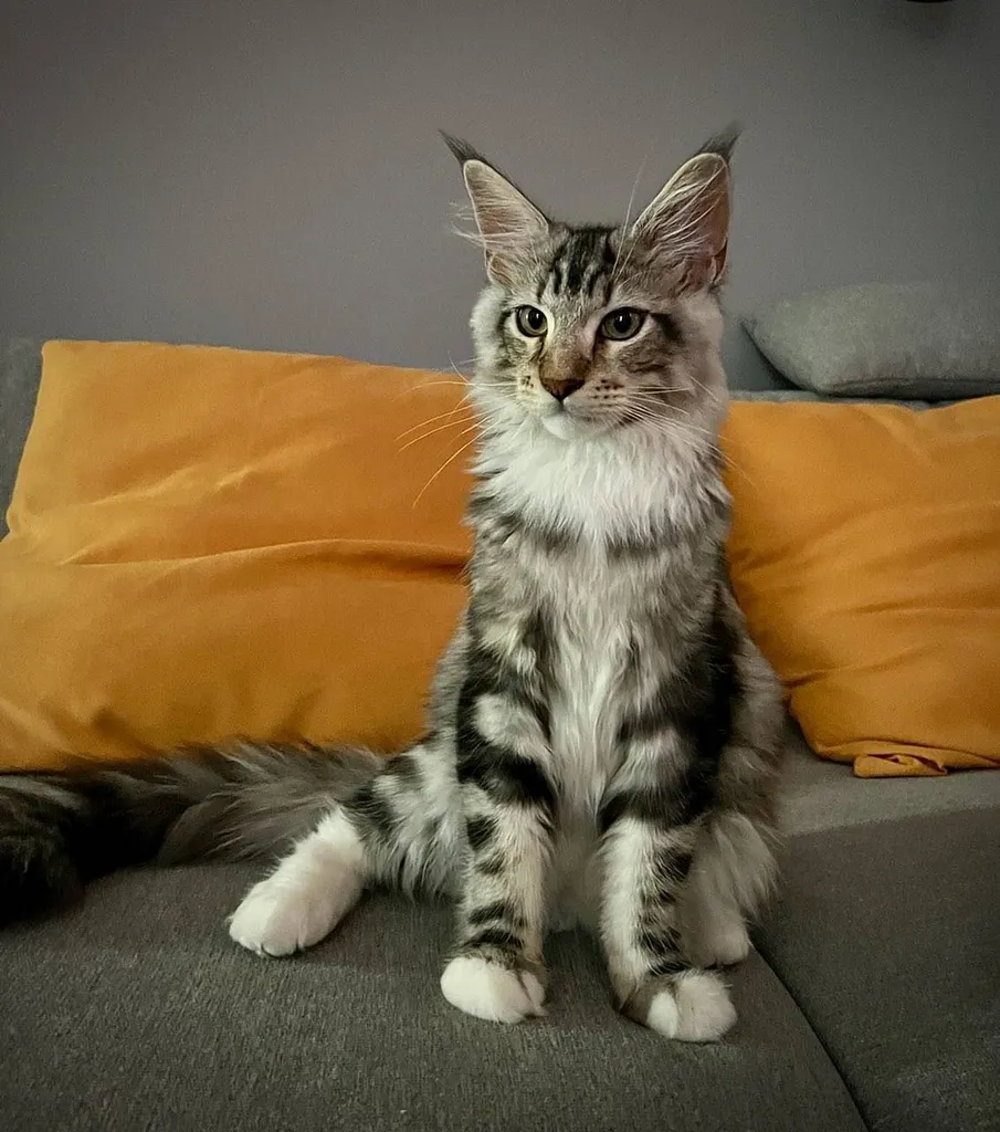 Chat Maine Coon inscrit au LOOF à Avignon