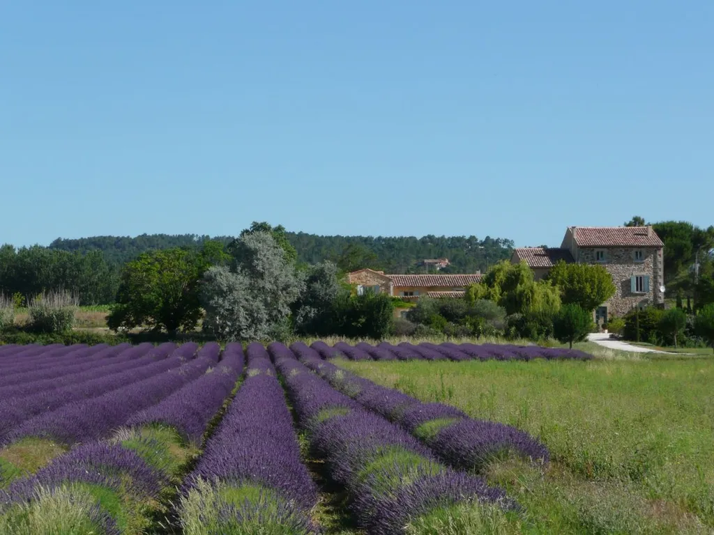 Good gardeners taking care of a lavender field near Bonnieux