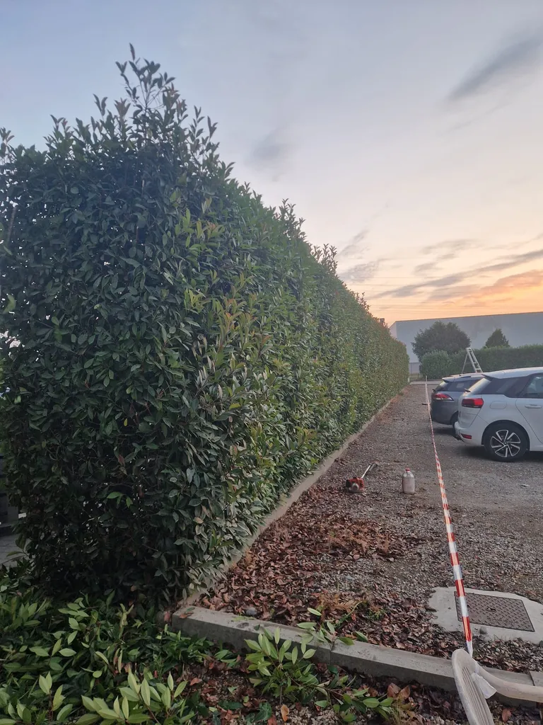 Taille de haies et entretien de jardin à Lyon