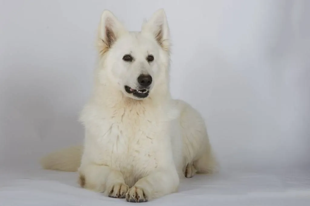 BERGER BLANC SUISSE PACA