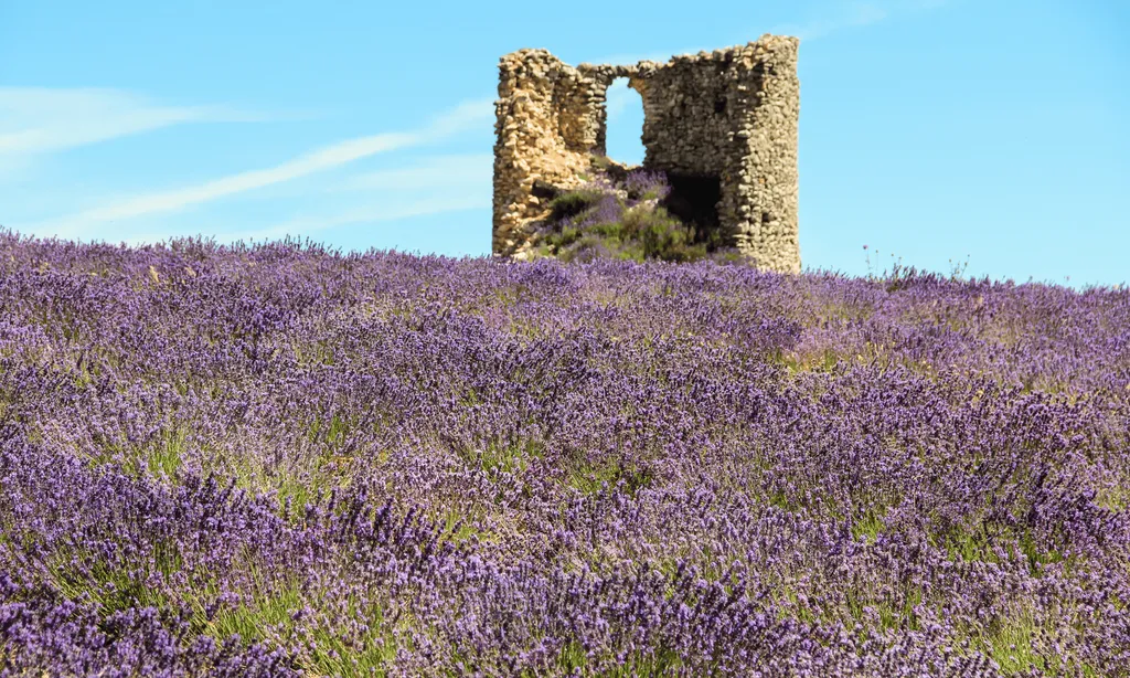 The mill of Domaine Château du Bois in the heart of fine lavender fields
