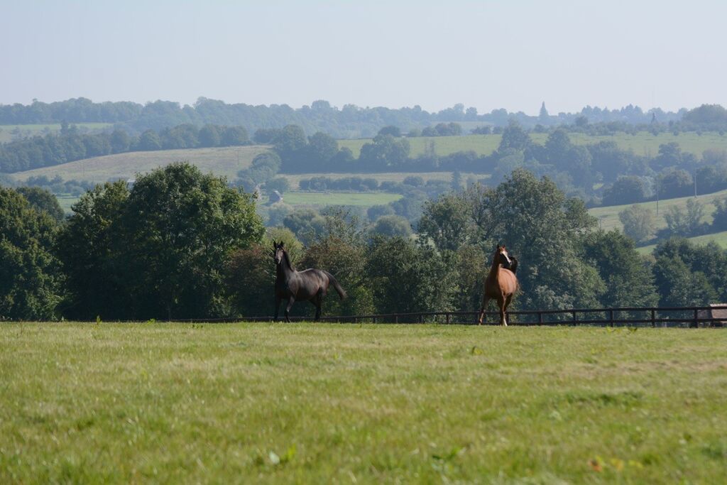 DOMAINES DE PREPARATIONS AUX VENTE DE PUR-SANG