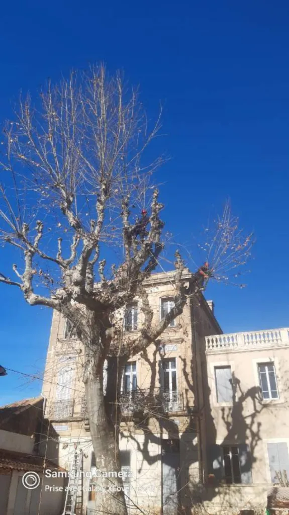 Elagage de gros platanes Salon de Provence par les experts d AEP