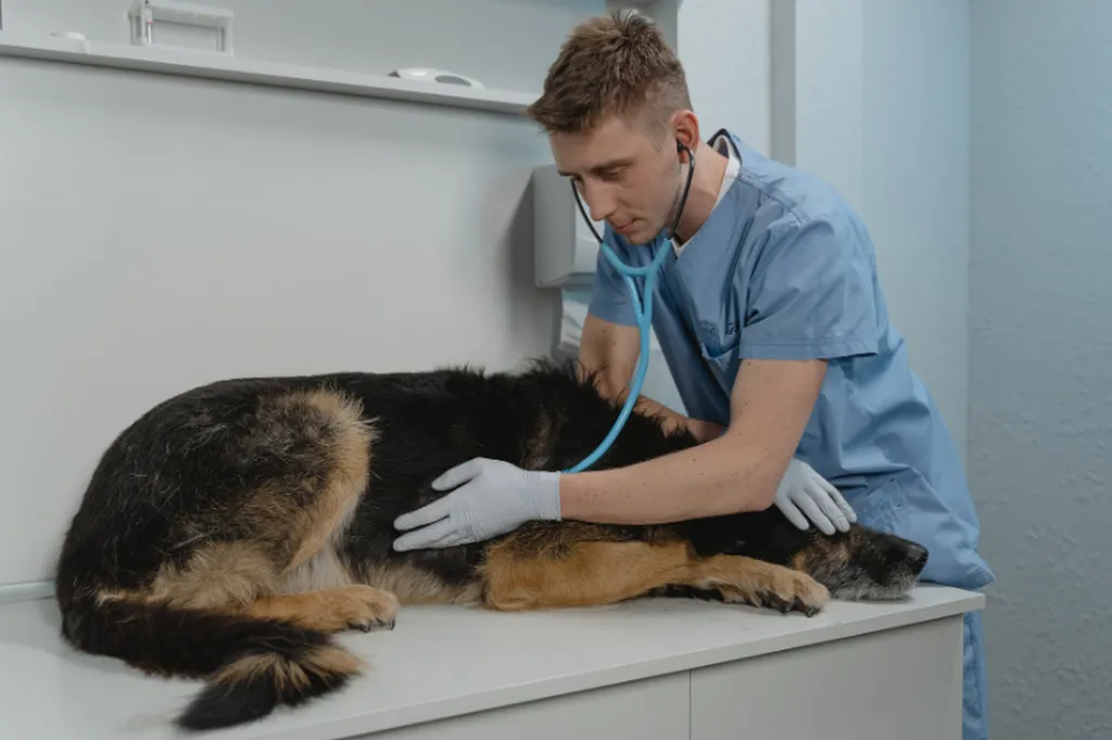 Accompagner le maître d'un chien atteint de cardiomyopathie dilatée à Rouen grâce à la méthode Les Lagons de l'Âme