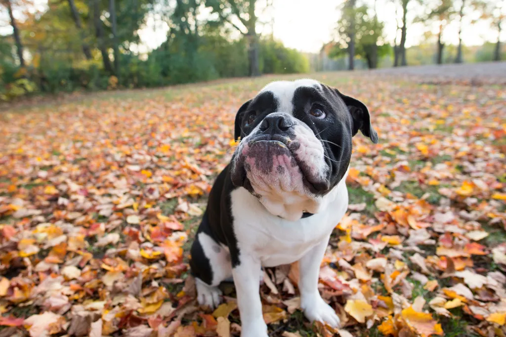 Valérie Guillet, constellation animale intuitive pour comprendre la constipation du chien à Parisillet 