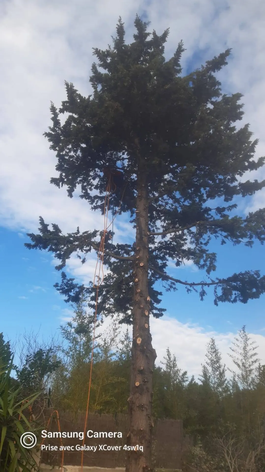 Paysagiste pour abattre des cypres Cabries Calas Paysagiste pour abattre des cypres Cabries Calas