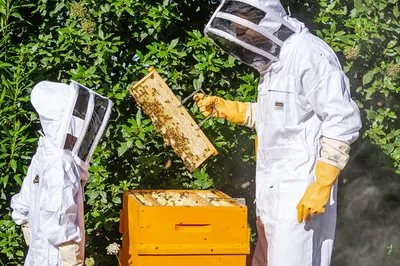 Matériel apiculture pour ruches élevage des abeilles production de miel entretien des colonies apiculteurs amateurs et professionnels équipement complet fiable