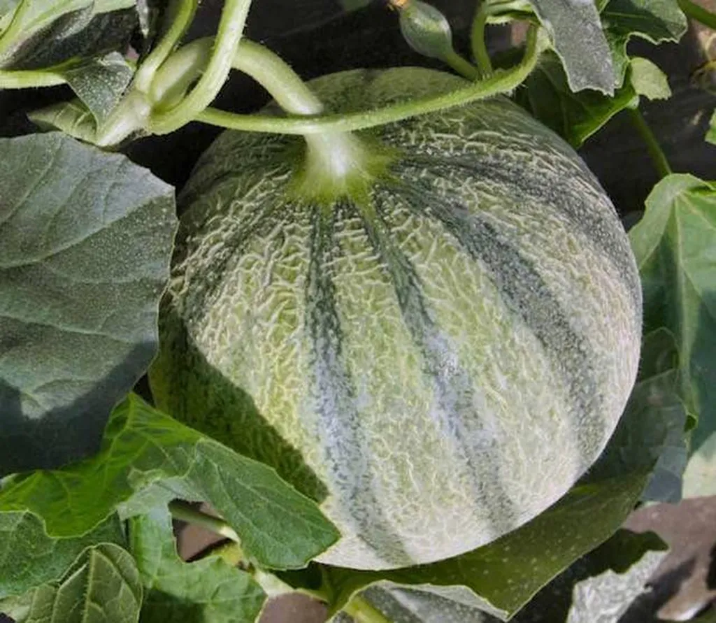 vente de melons sur les marchés ou dans les paniers fermiers à Marseille 13 bdr