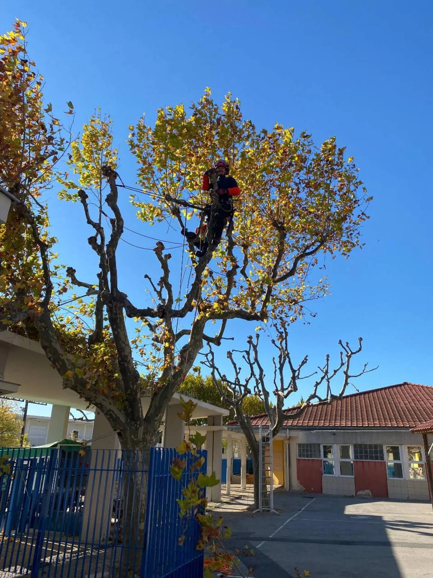 Elagage d arbres  quelles sont les obligations a respecter à Bouc Bel Air Elagage d arbres  quelles sont les obligations a respecter à Bouc Bel Air