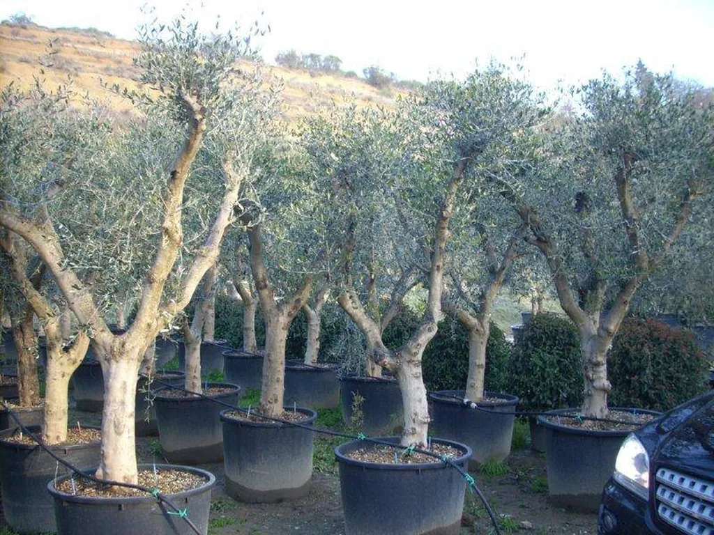 Vente d’Olivier en quantité en variété locale près de Saint Remy de Provence