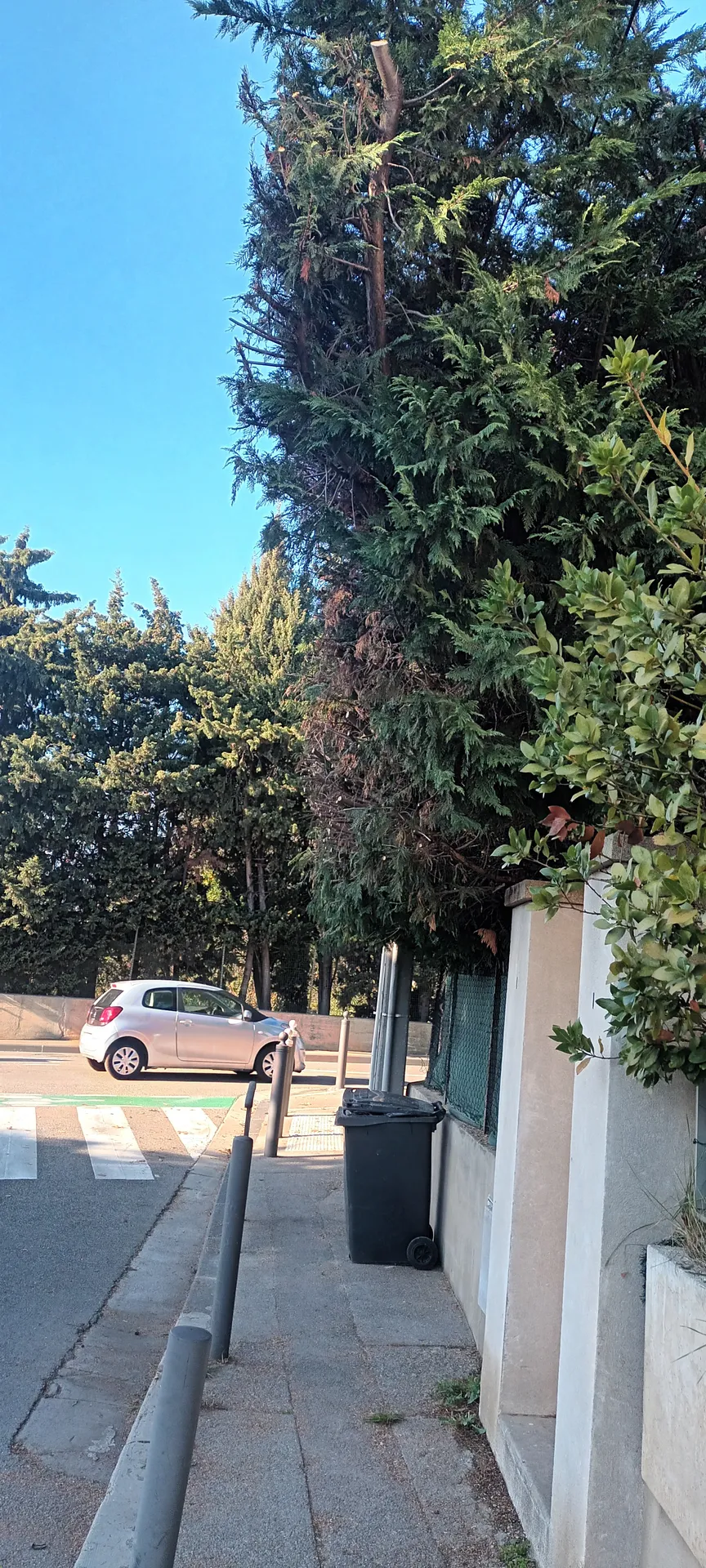 Taille haie de cyprès dans le 12ème à Marseille. 