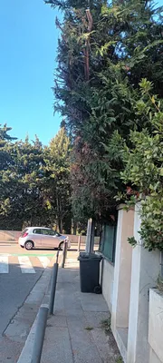 Taille haie de cyprès dans le 12ème à Marseille. 