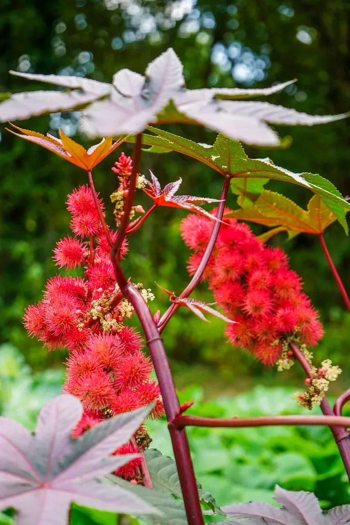 Nullam facilisis massa primis praesent ligula gravida