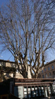 Elagage de grands arbres à Saint Rémy de Provence